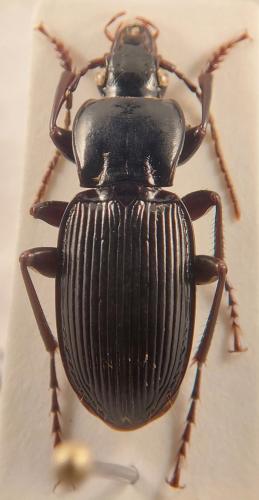 Réf. 335 749 : Pterostichus micans