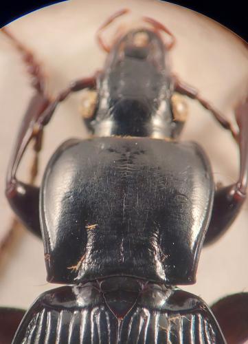 Réf. 335 750 : Pterostichus micans