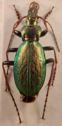 Réf. 335 742 : Carabus fabricii
