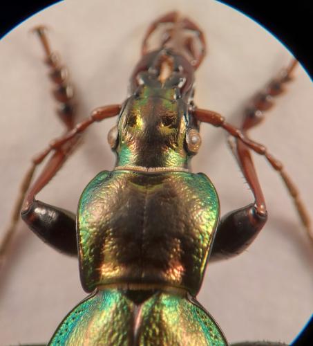 Carabus fabricii