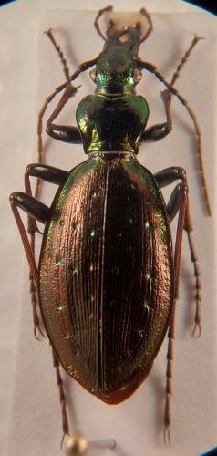 Carabus depressus