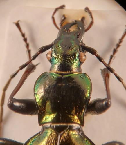 Réf. 335 737 : Carabus depressus