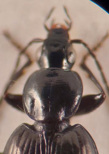 Agonum gracile