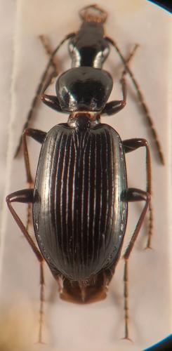 Réf. 335 804 : Agonum scitulum