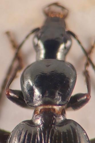 Réf. 335 801 : Agonum scitulum