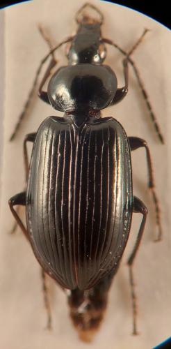 Agonum versutum