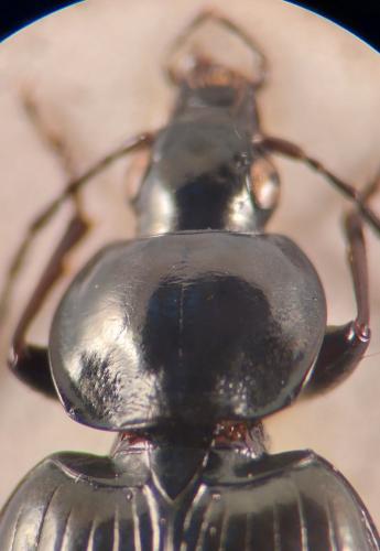 Agonum versutum