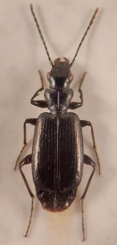 Apristus europaeus
