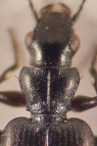 Apristus europaeus