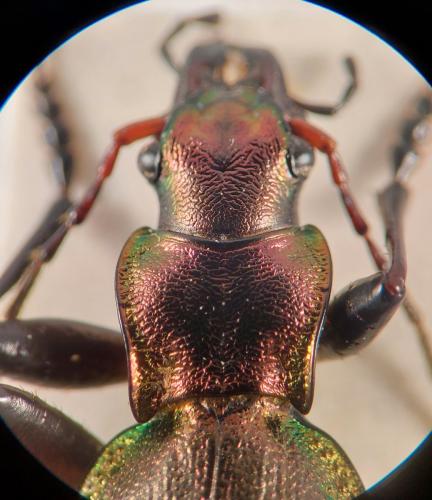 Réf. 335 745 : Carabus irregularis