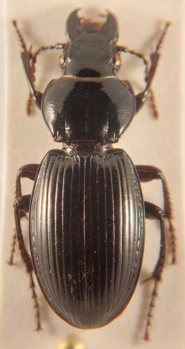 Molops elatus