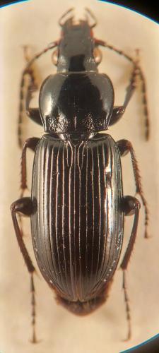 Pterostichus gracilis