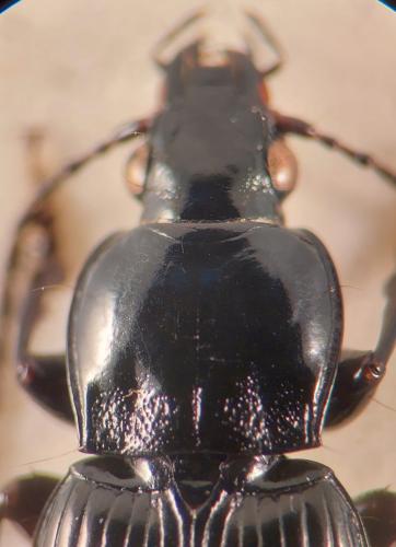 Réf. 335 748 : Pterostichus gracilis