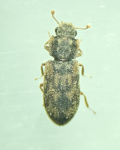 Synchita undata