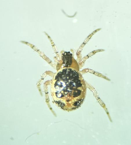 Réf. 335 869 : Sardinidion blackwalli