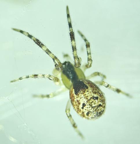 Réf. 335 901 : Anelosimus vittatus