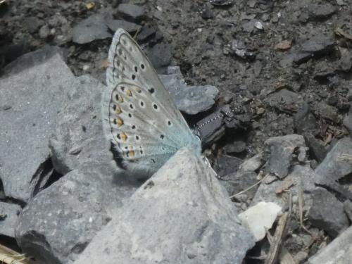 Polyommatus eros
