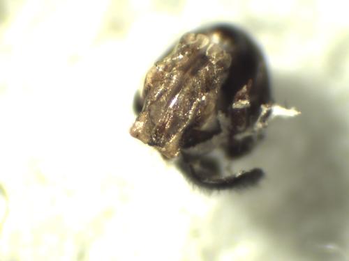 Eumerus amoenus