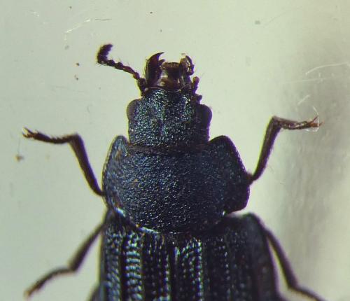 Falsomelyris granulata