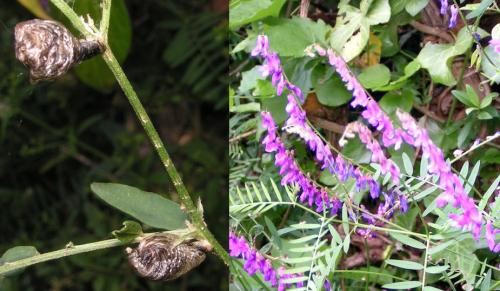 Coleophora cracella