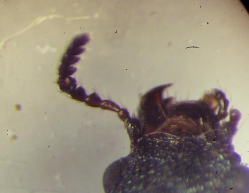 Falsomelyris granulata