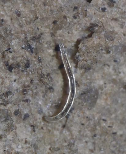 Réf. 335 659 : Speolepta leptogaster