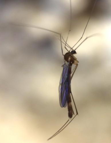 Réf. 335 658 : Speolepta leptogaster