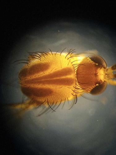 Réf. 335 895 : Tarnania fenestralis