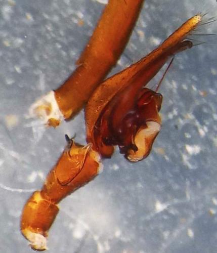 Réf. 335 665 : Tegenaria ramblae