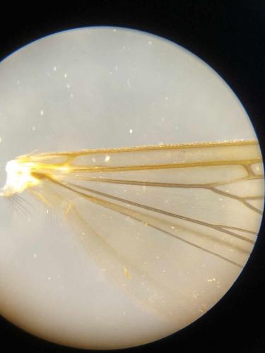 Tarnania fenestralis
