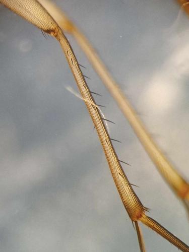 Réf. 335 899 : Tarnania fenestralis