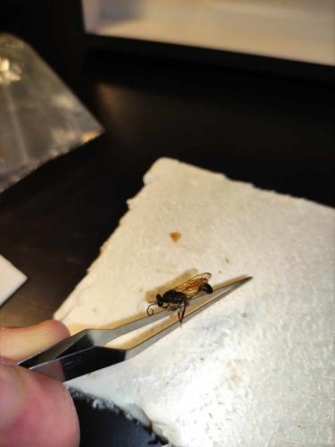 Sceliphron sp.