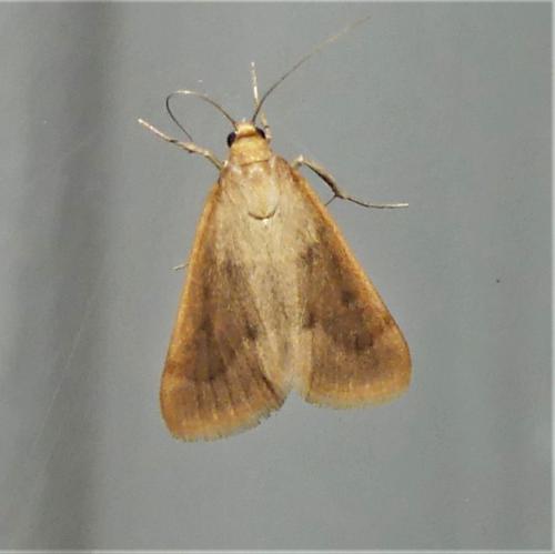 Achyra nudalis