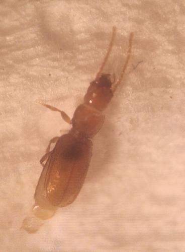 Anillus caecus