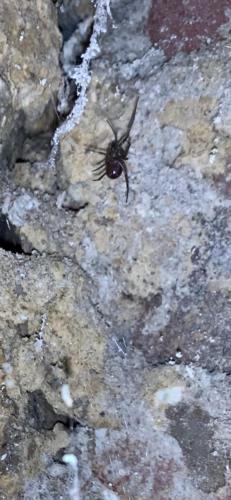 Steatoda grossa