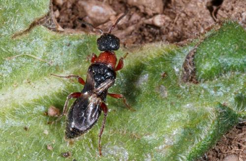 Gerbekas carcelii