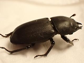 Réf. 335 959 : Dorcus parallelipipedus
