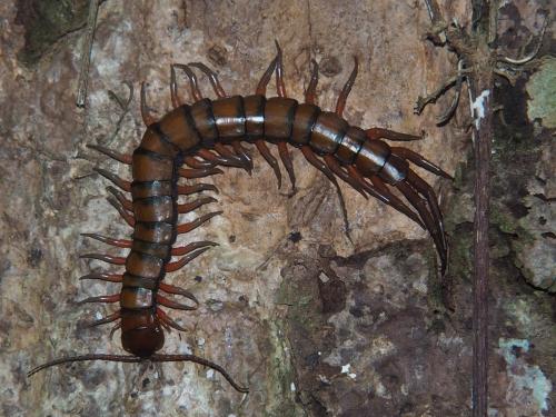 Réf. 335 325 : Scolopendra subspinipes