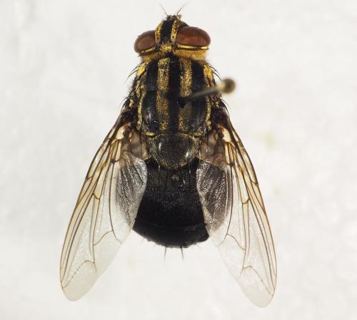 Sarcophaga sp.