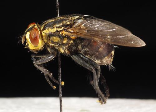 Sarcophaga sp.