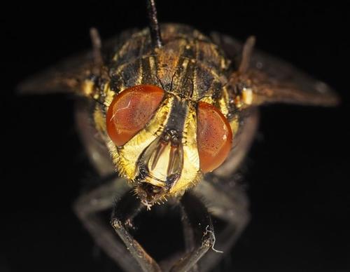 Sarcophaga sp.