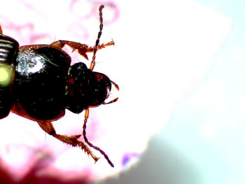 Réf. 335 669 : Anisodactylus sp.