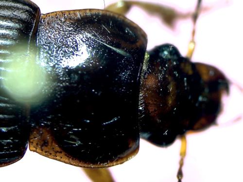 Réf. 335 668 : Anisodactylus sp.