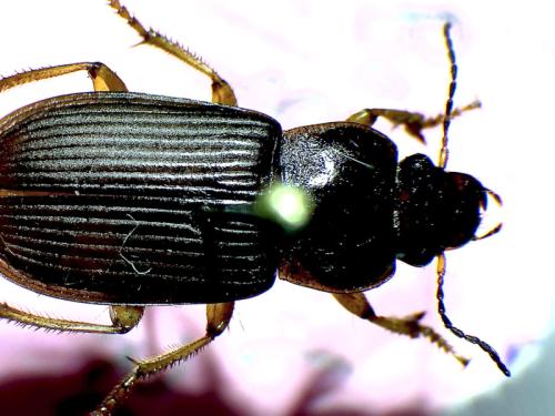 Réf. 335 667 : Anisodactylus sp.