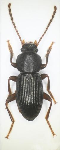 Catomus rotundicollis