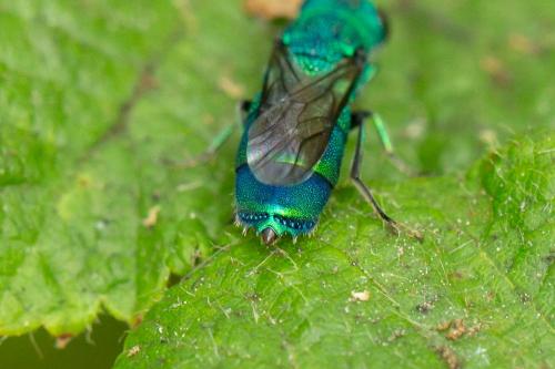Réf. 335 169 : Chrysis fasciata
