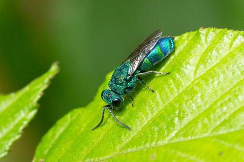 Réf. 335 168 : Chrysis fasciata