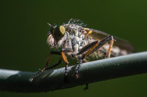 Neoitamus socius