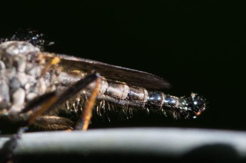Réf. 335 167 : Neoitamus socius