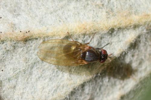 Calliopum elisae